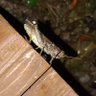 Фото профиля Chirpin Cricket