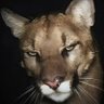 Zack 🇦🇹's profile picture