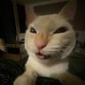 not_a_cat's profile picture