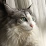 しるまや's profile picture
