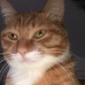 Profilbild von 炒猫头股