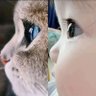 SZ_Tai's profile picture