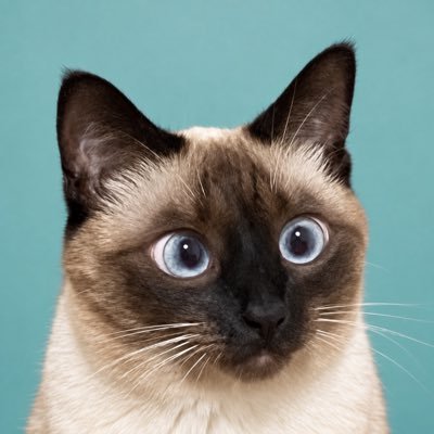 suzu_onikuha's profile picture