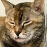 Mili Takyar's profile picture