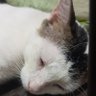 roswell isaac De angelis zambrano's profile picture