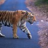 Jaidev 的头像