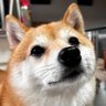 Фото профиля Lynn_平和と暮らし
