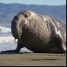 Фото профиля sealpup12345