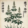 Dundatta 的头像
