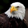 Bald Eagle profil fotoğrafı