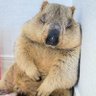 Фото профиля わどるでぃんぐ