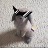 Eevee the bunny 🏳️‍🌈 的头像