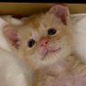 しお profil fotoğrafı