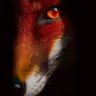 Fin Renard profil fotoğrafı