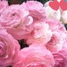 Фото профиля 🌸Elly.a.s.7💕🌍🌎🌏💞