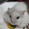 みわこ's profile picture