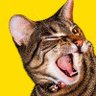 Pessoa 🐆's profile picture