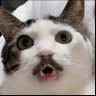 Profilbild von Lovelace