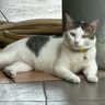 TenZ profil fotoğrafı