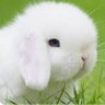 ลาเต้ 🐰🐰's profile picture
