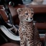 Фото профиля 𝐅AhaÐ