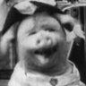 Profilbild von amosey