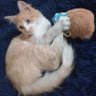 Miau Miau Miau profil fotoğrafı