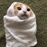 bebe satu 的头像