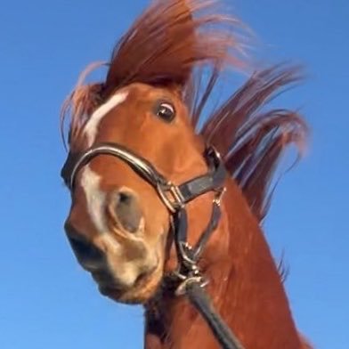 Sunny 🐴's profile picture