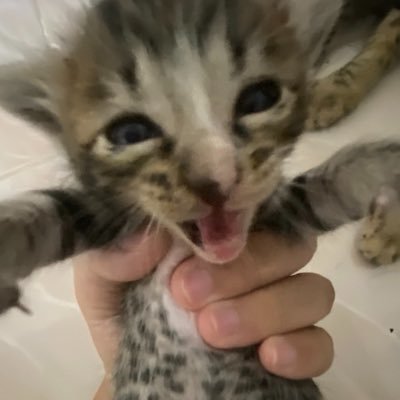 miely's profile picture