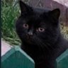 Profilbild von SH4DOW_G4RDEN