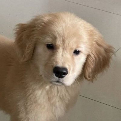 แอลทีท์ ฤาชากุล🦮's profile picture
