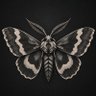 Profilbild von Moth