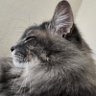 Tonal Recall's profile picture