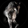 Aus64's profile picture