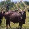 Фото профиля Ankolelonghorn