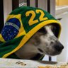 Profilbild von Max o cão judeu 🇧🇷🇺🇸🇮🇱🇵🇸🇮🇷🇷🇺🇵🇰