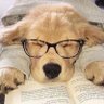 ᴍᴏᴏᴊᴇᴇ ⋆🐾°'s profile picture