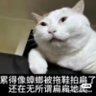 只系流星 的头像