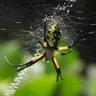 InsectQueen's profile picture