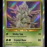 Autoflower Rookie 的头像