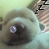 Profilbild von michell