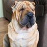 Sharpei profil fotoğrafı