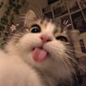 Profilbild von awawa ◕ᴗ◕✿