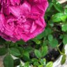 Фото профиля يوسف الرفاعي