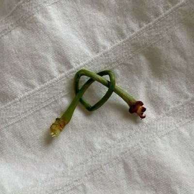 𝓵𝓲𝓵𝔂.'s profile picture