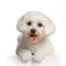 Alfred chan's profile picture