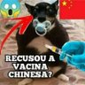 cachorro morto por pneu de caminhão 的头像