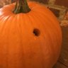Profilbild von Adult Trick or Treater