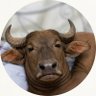 Ant's profile picture